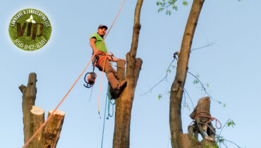 tree-trimming