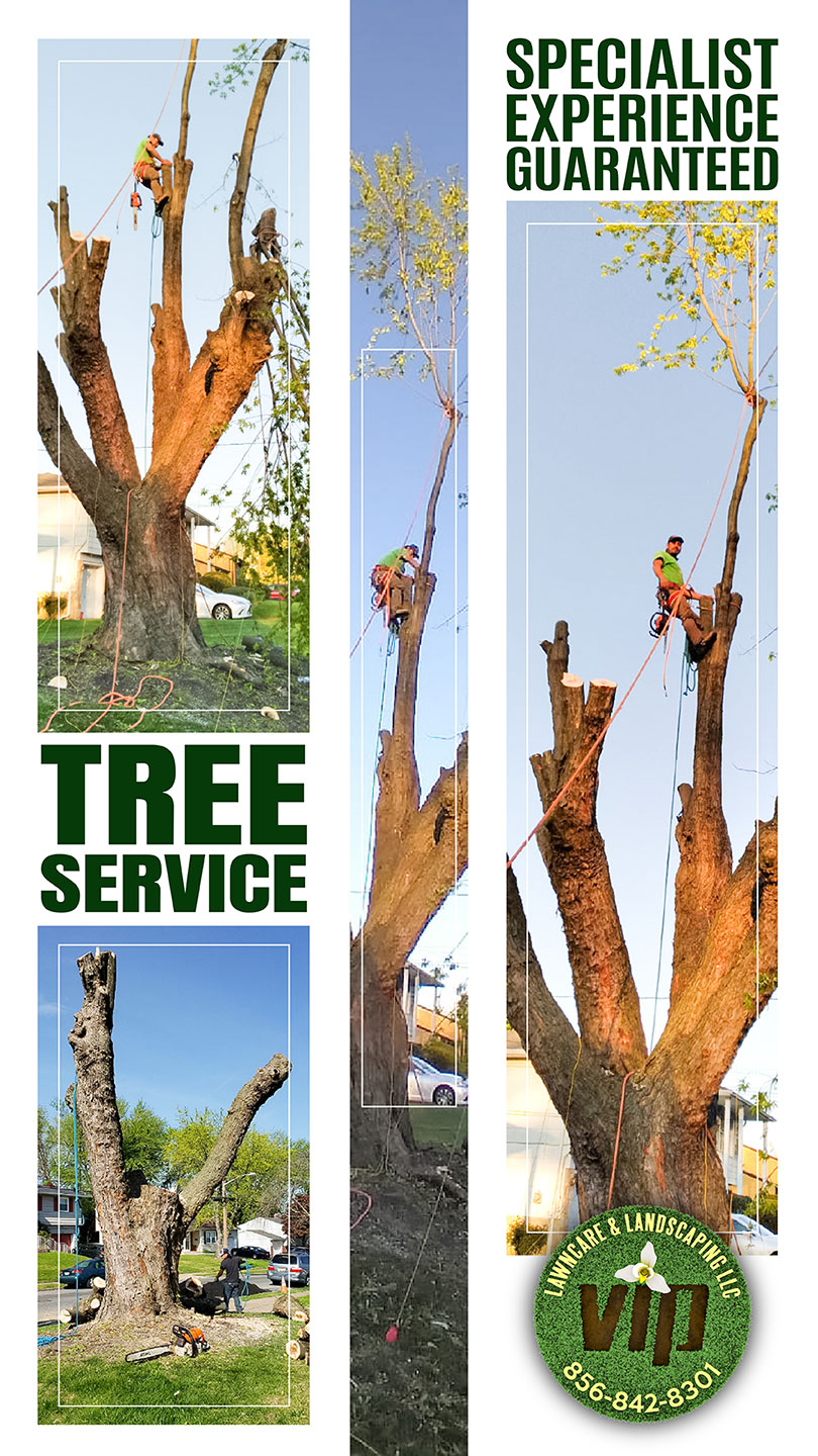 Tree-trimming-professionals